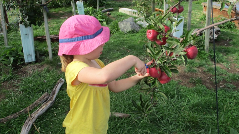 harvesting apples from our orchard.jpg