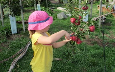 harvesting apples from our orchard.jpg